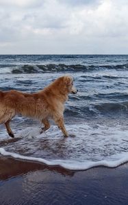 Preview wallpaper dog, sea, background, walk, playful