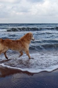 Preview wallpaper dog, sea, background, walk, playful