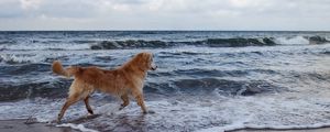 Preview wallpaper dog, sea, background, walk, playful