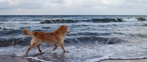 Preview wallpaper dog, sea, background, walk, playful