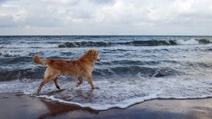 Preview wallpaper dog, sea, background, walk, playful