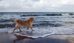 Preview wallpaper dog, sea, background, walk, playful