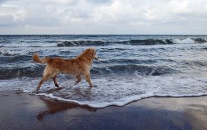 Preview wallpaper dog, sea, background, walk, playful