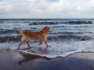 Preview wallpaper dog, sea, background, walk, playful