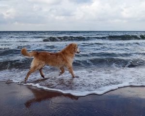 Preview wallpaper dog, sea, background, walk, playful