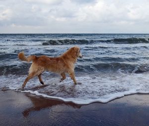 Preview wallpaper dog, sea, background, walk, playful