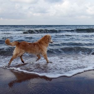 Preview wallpaper dog, sea, background, walk, playful