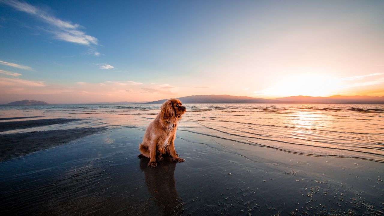 Wallpaper dog, sea, sitting, shore