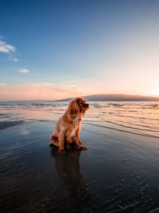 Preview wallpaper dog, sea, sitting, shore