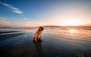 Preview wallpaper dog, sea, sitting, shore