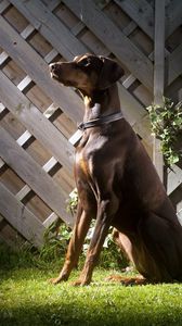 Preview wallpaper dog, shadow, grass, fence