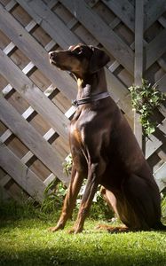 Preview wallpaper dog, shadow, grass, fence