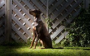 Preview wallpaper dog, shadow, grass, fence