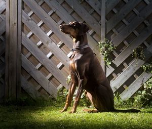 Preview wallpaper dog, shadow, grass, fence