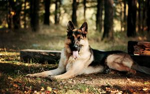 Preview wallpaper dog, sheep, forest, leaves