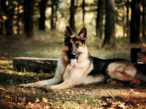 Preview wallpaper dog, sheep, forest, leaves