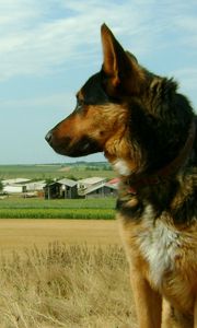 Preview wallpaper dog, sheep, grass, sit