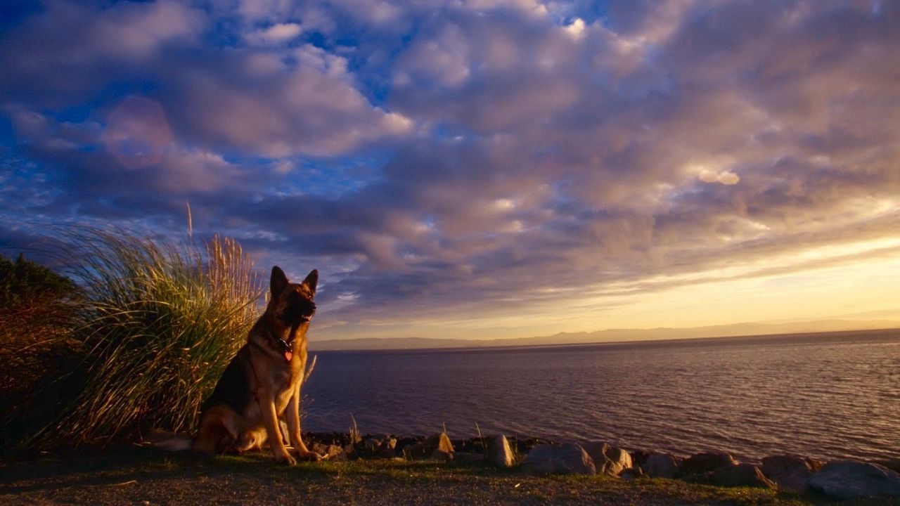 Wallpaper dog, sheep, sky, sea, waiting