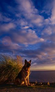 Preview wallpaper dog, sheep, sky, sea, waiting