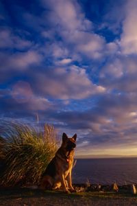 Preview wallpaper dog, sheep, sky, sea, waiting