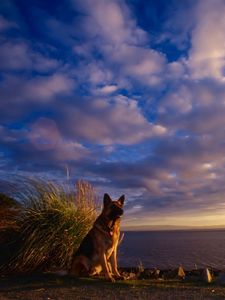 Preview wallpaper dog, sheep, sky, sea, waiting