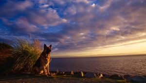 Preview wallpaper dog, sheep, sky, sea, waiting