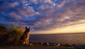 Preview wallpaper dog, sheep, sky, sea, waiting