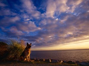 Preview wallpaper dog, sheep, sky, sea, waiting