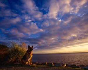 Preview wallpaper dog, sheep, sky, sea, waiting