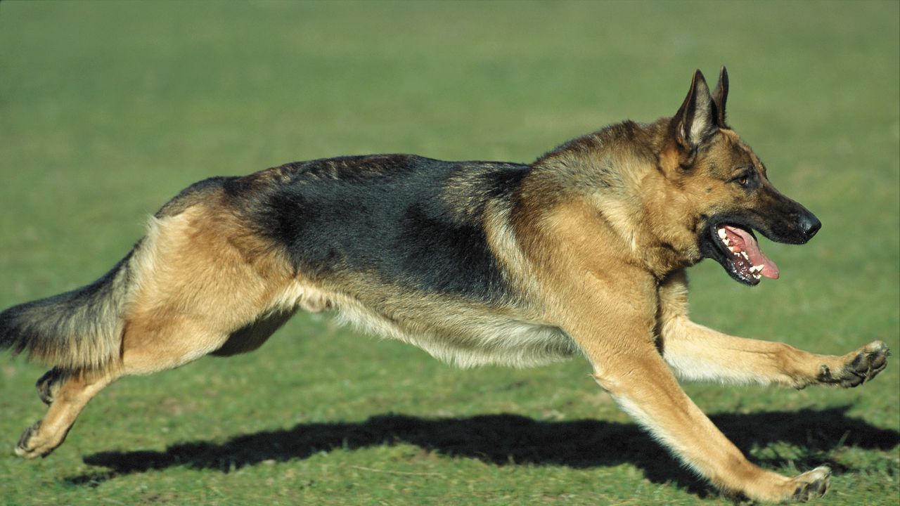 Wallpaper dog, sheepdog, jogging, lawn