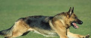 Preview wallpaper dog, sheepdog, jogging, lawn