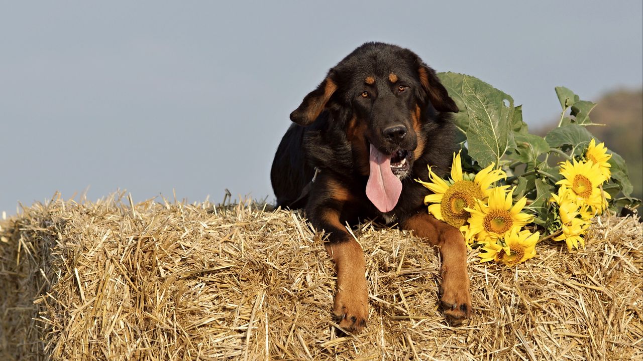 Wallpaper dog, sheepdog, muzzle, hay, sunflowers