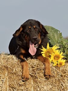 Preview wallpaper dog, sheepdog, muzzle, hay, sunflowers