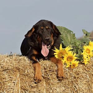 Preview wallpaper dog, sheepdog, muzzle, hay, sunflowers