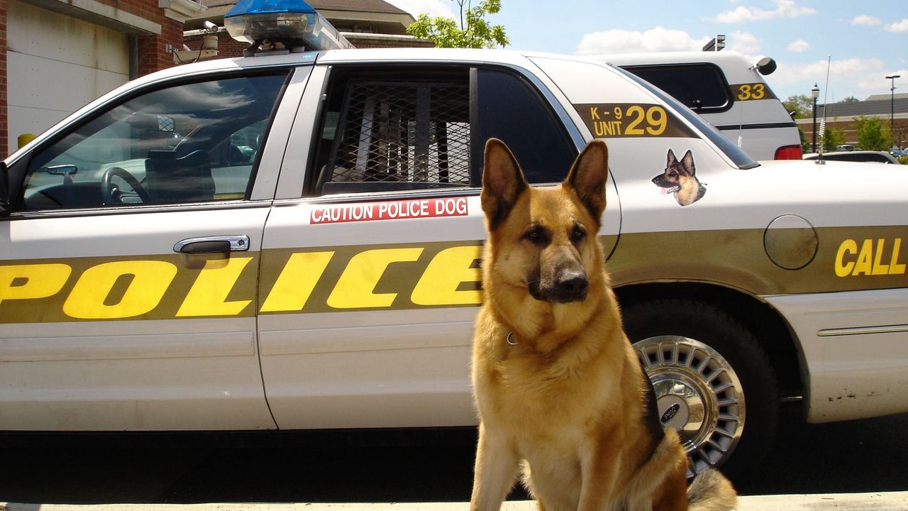 Wallpaper dog, sheepdog, police, car