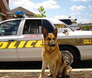 Preview wallpaper dog, sheepdog, police, car
