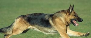 Preview wallpaper dog, shepherd, running, grass