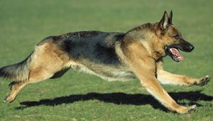 Preview wallpaper dog, shepherd, running, grass