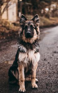 Preview wallpaper dog, shepherd, sits