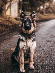 Preview wallpaper dog, shepherd, sits