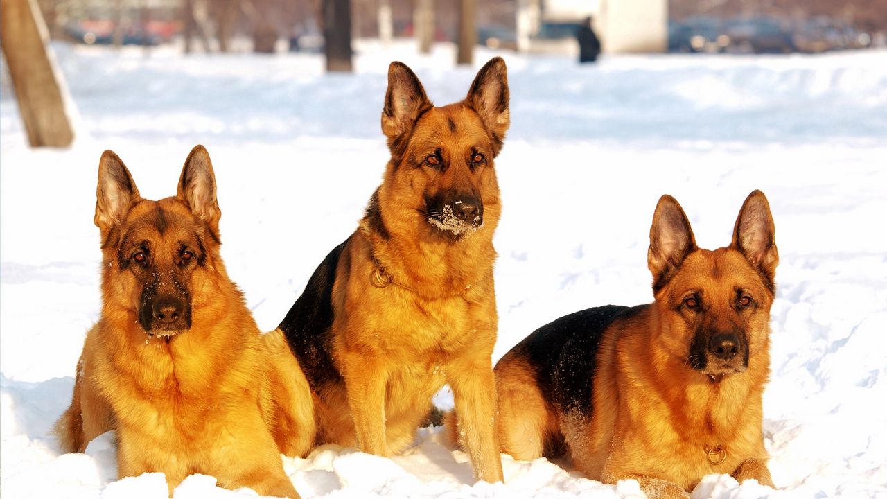 Wallpaper dog, shepherd, snow