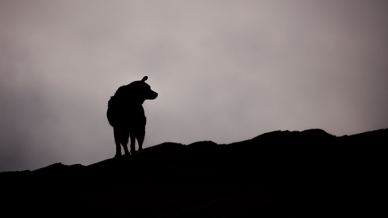 Wallpaper dog, silhouette, outlines, dark, bw