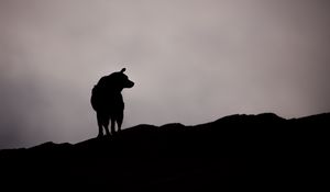 Preview wallpaper dog, silhouette, outlines, dark, bw