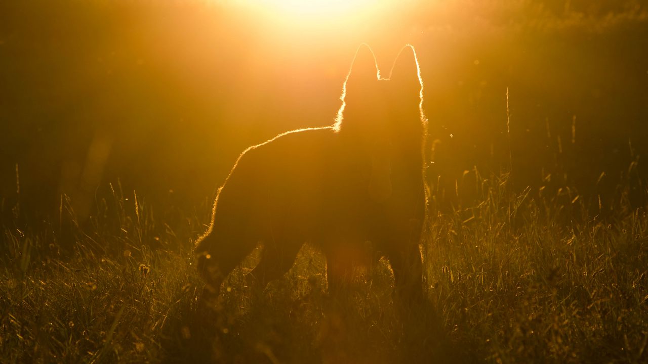 Wallpaper dog, silhouette, sunlight