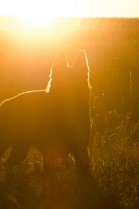 Preview wallpaper dog, silhouette, sunlight