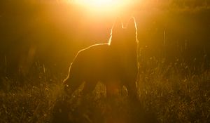 Preview wallpaper dog, silhouette, sunlight