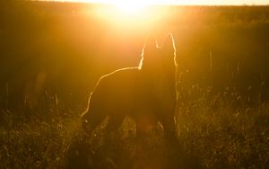 Preview wallpaper dog, silhouette, sunlight