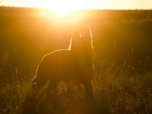 Preview wallpaper dog, silhouette, sunlight