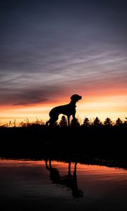 Preview wallpaper dog, silhouette, sunset
