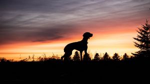 Preview wallpaper dog, silhouette, sunset